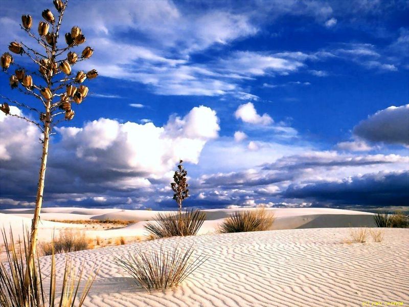 2003-08-04_Desert Bliss.jpg